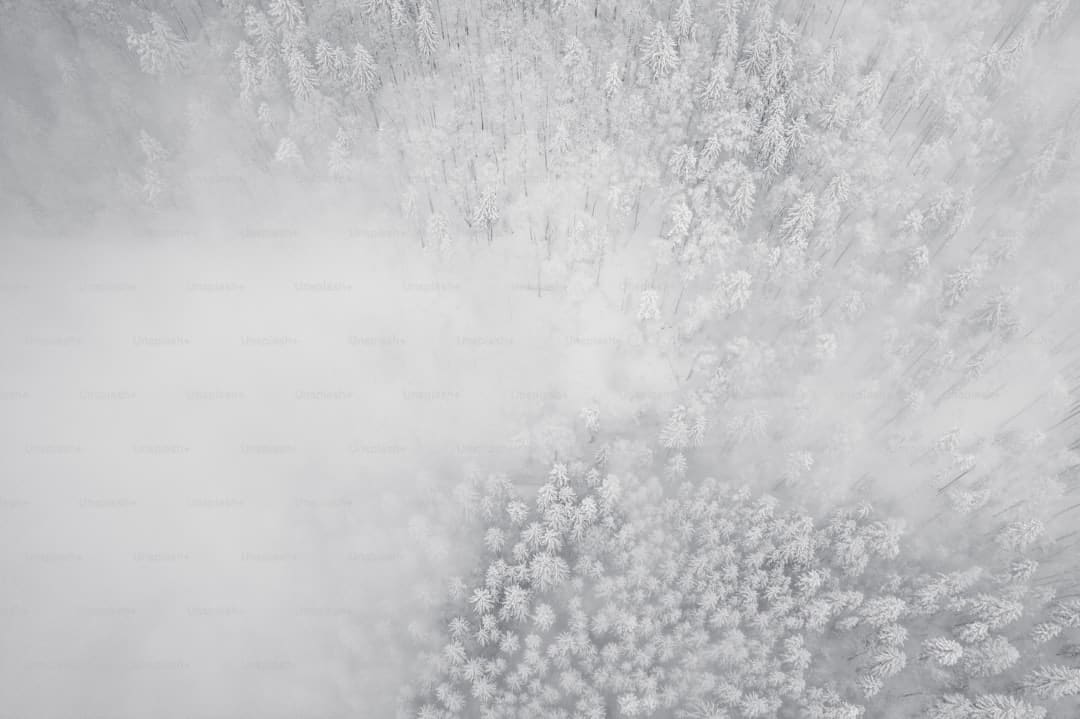 成熟了的西梅是什么颜色的